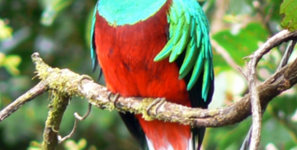 quetzal
