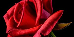 latin america valentine day