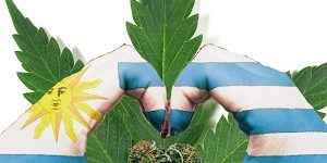 Uruguay weed