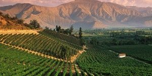 chilean wine