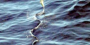 barbados flying fish